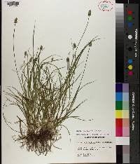 Carex leavenworthii image