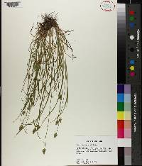 Carex leavenworthii image