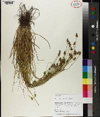 Carex leavenworthii image