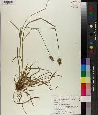 Carex laevivaginata image