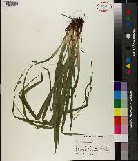 Carex laxiculmis image