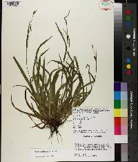 Carex laxiculmis image