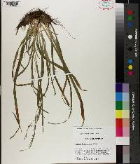 Carex laxiculmis image