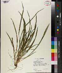 Carex laxiculmis image