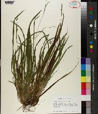 Carex laxiculmis image