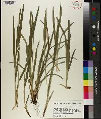 Carex laxiflora image