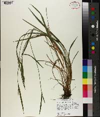 Carex laxiflora image