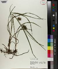 Carex louisianica image