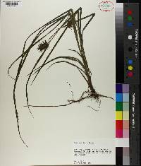 Carex louisianica image