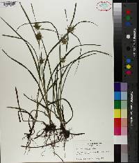 Carex louisianica image