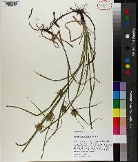 Carex louisianica image