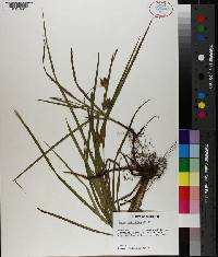 Carex louisianica image