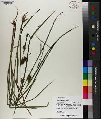 Carex louisianica image