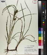 Carex louisianica image