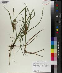 Carex louisianica image