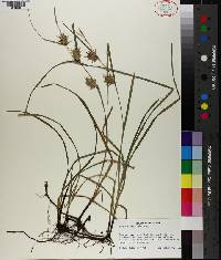 Carex louisianica image