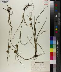 Carex louisianica image