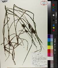 Carex louisianica image