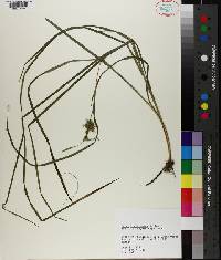 Carex louisianica image