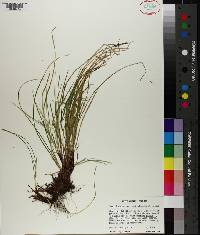 Carex lucorum image