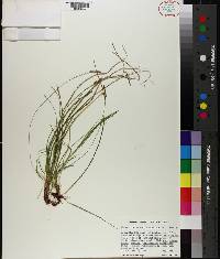 Carex lucorum var. austrolucorum image