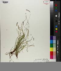 Carex lucorum image