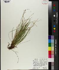 Carex lucorum image