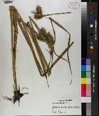 Carex lupuliformis image