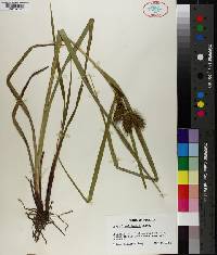 Carex lupuliformis image