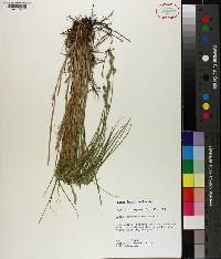 Carex longii image