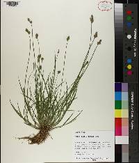 Carex albolutescens image