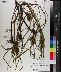 Carex louisianica image