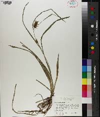 Carex louisianica image