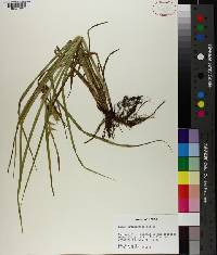 Carex louisianica image