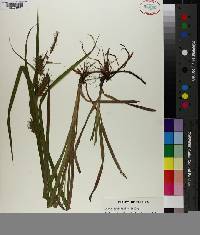 Carex louisianica image