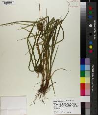 Carex louisianica image