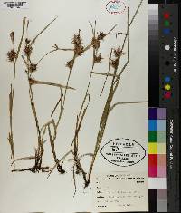 Carex louisianica image