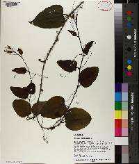 Smilax tamnoides image