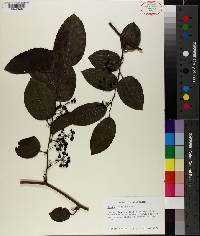 Smilax tamnoides image