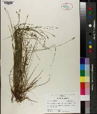 Carex leptalea image