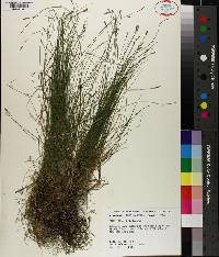 Carex leptalea image