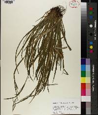 Carex leptonervia image