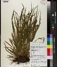 Carex leptonervia image