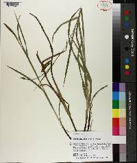 Carex oxylepis image