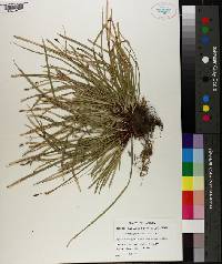 Carex pedunculata image