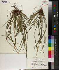 Carex pedunculata image