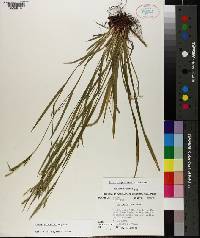 Carex purpurifera image