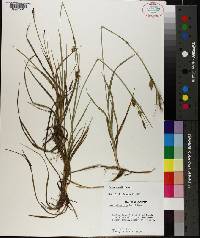 Carex microdonta image