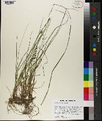 Carex meadii image