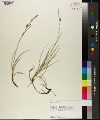 Carex meadii image